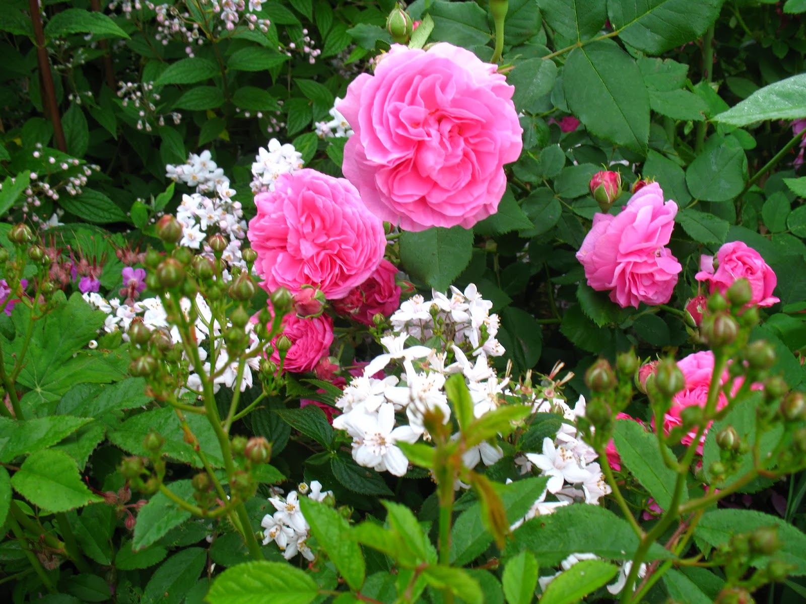 31 Meilleures Images Du Tableau Plante Anti Chevreuils Jardins