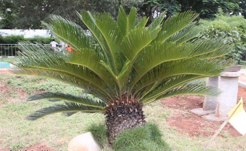 My India Travel Lalbagh Gardens Bonsai, Bangalore