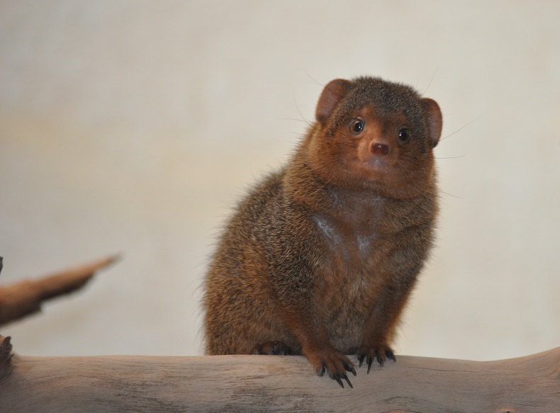 ZOOTOGRAFIANDO (MI COLECCIÓN DE FOTOS DE ANIMALES) MANGOSTA ENANA
