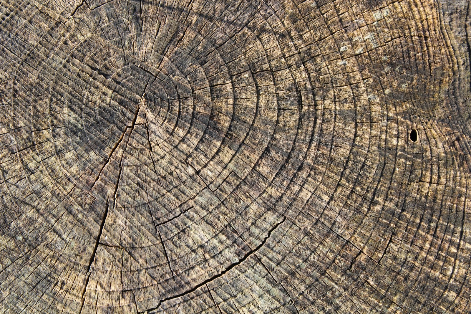 MilesIsland Tree Rings