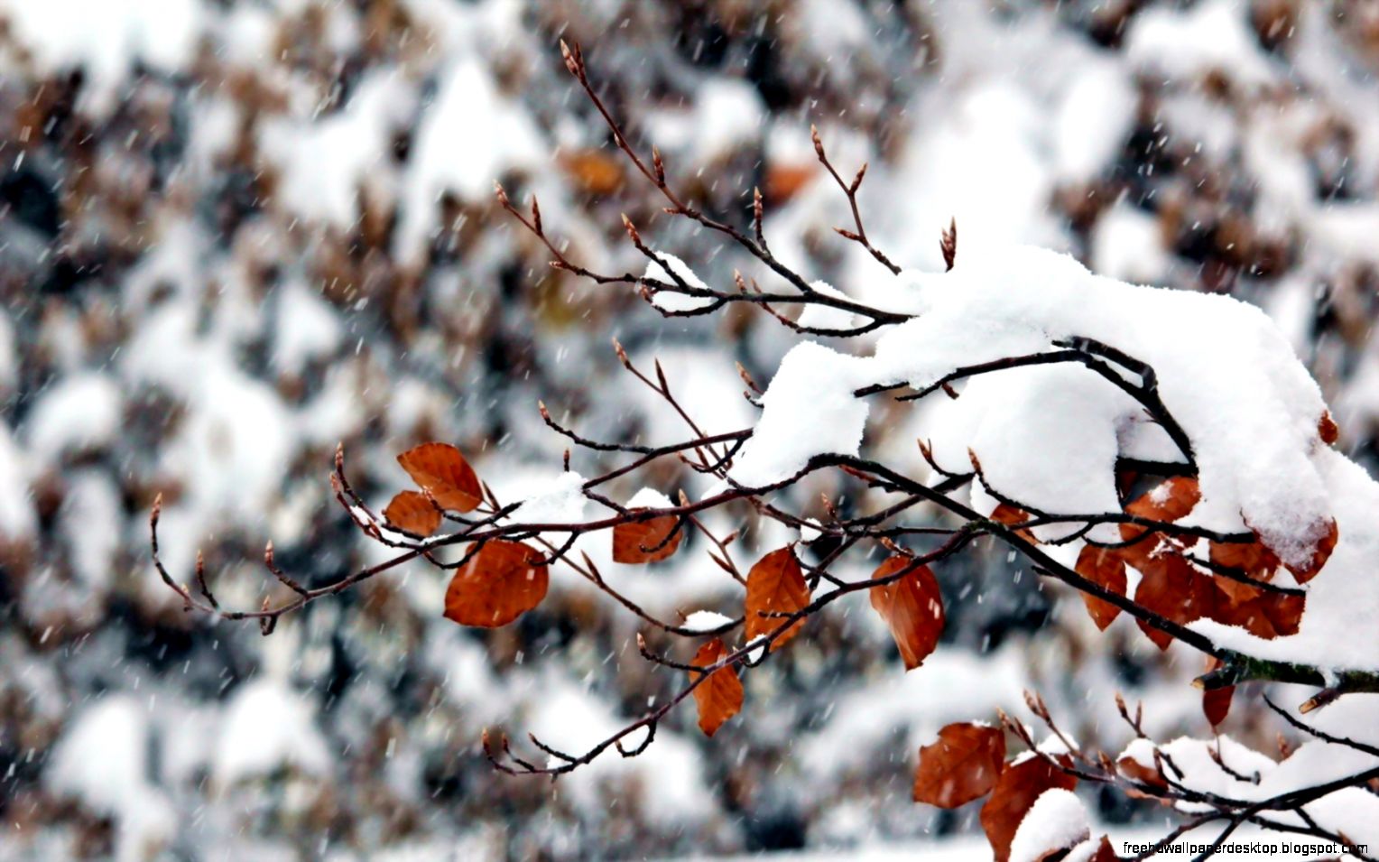 Winter Snow and Fall Leaves Winter Snow and Fall Leaves