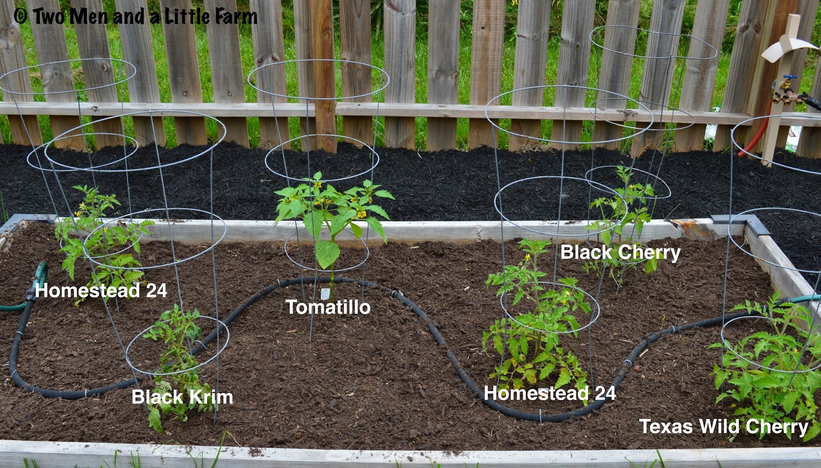 Two Men and a Little Farm TOMATO BED AND SQUASH BED