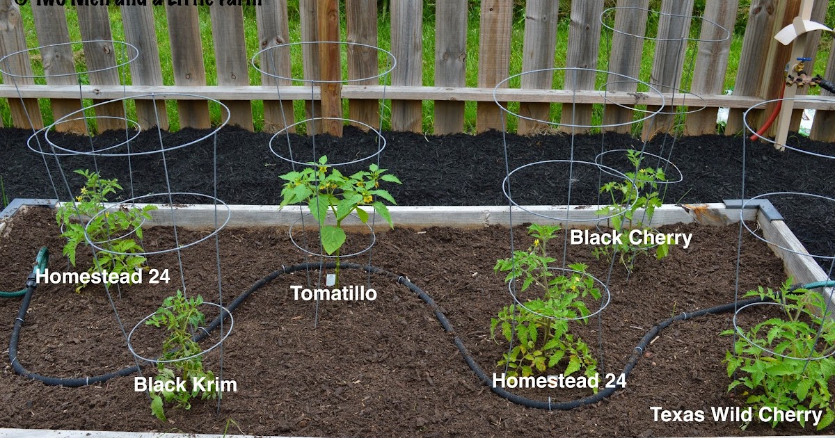 Two Men and a Little Farm TOMATO BED AND SQUASH BED