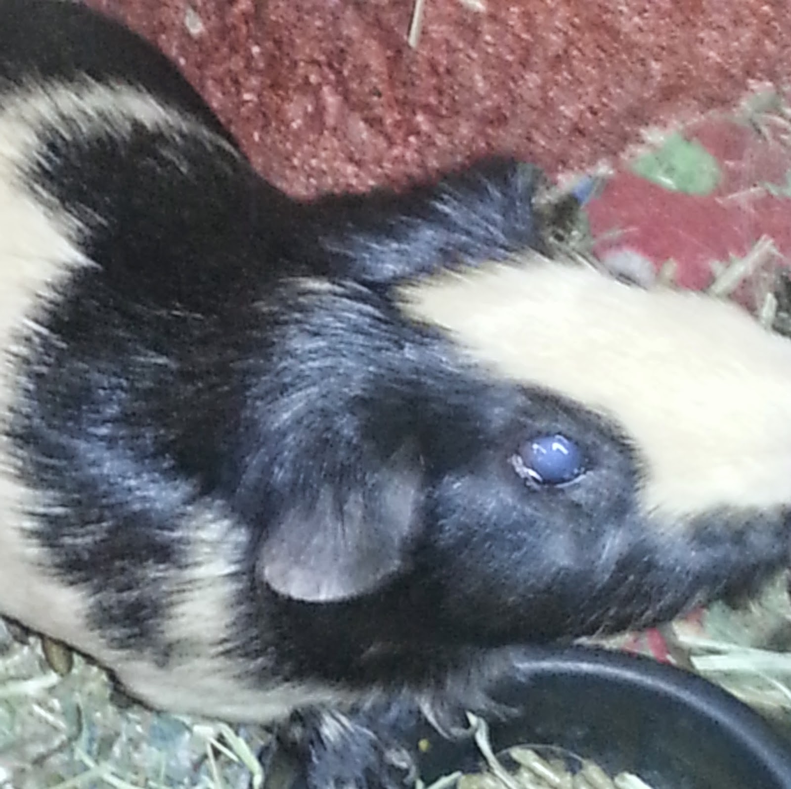 Cavy Savvy A Guinea Pig Blog Guinea Pig Has Cloudy or Milky Eye