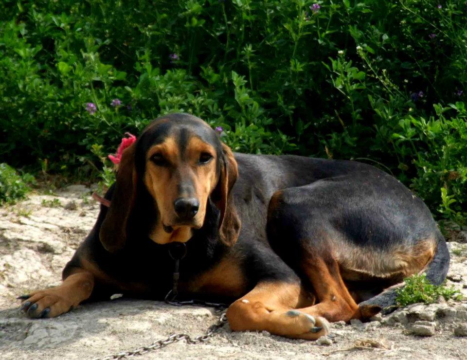 Av Köpekleri (Kurzhaar) « Anadolu Köpekleri