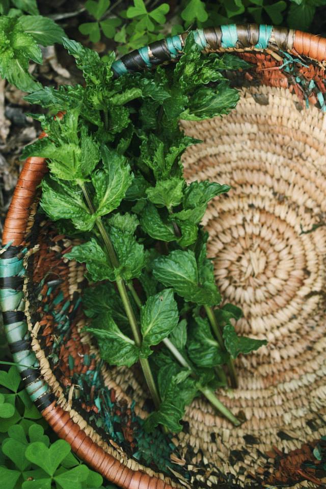 Wild Rose Apothecary July 2013