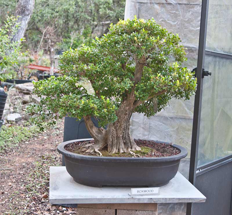 Walter's Travelogues Central Texas Bonsai Exhibit