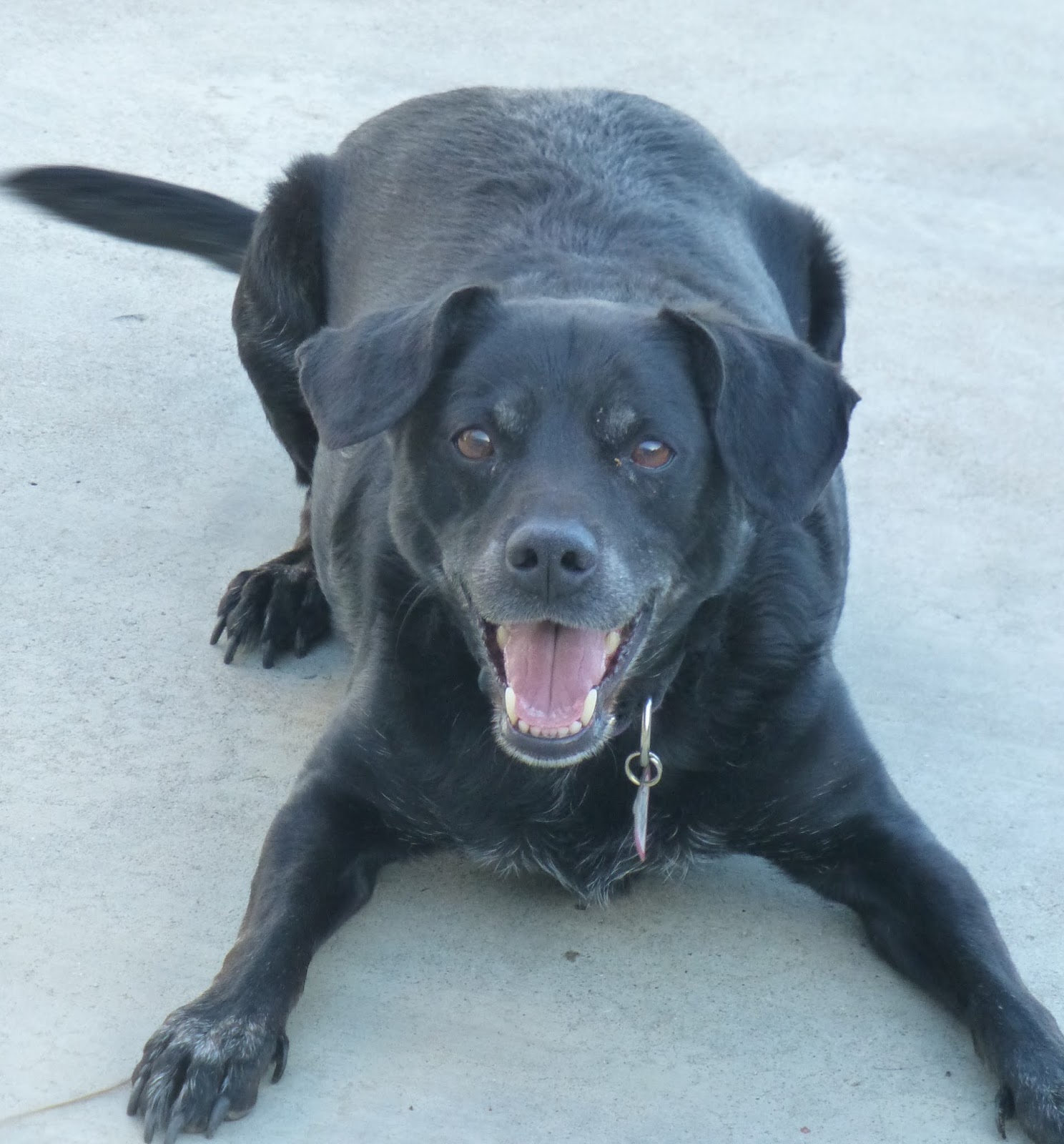 Menifee 24/7 Adoptable Pet of the Week Black Jack Menifee 24/7