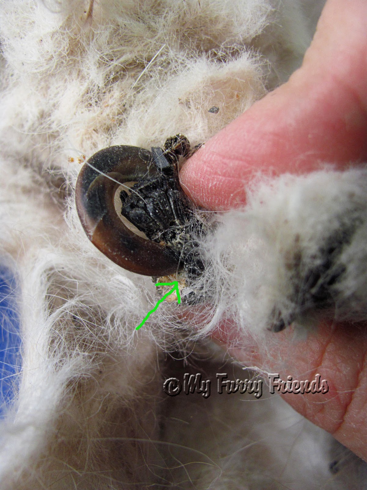 Pet Grooming The Good, The Bad, & The Furry WOW