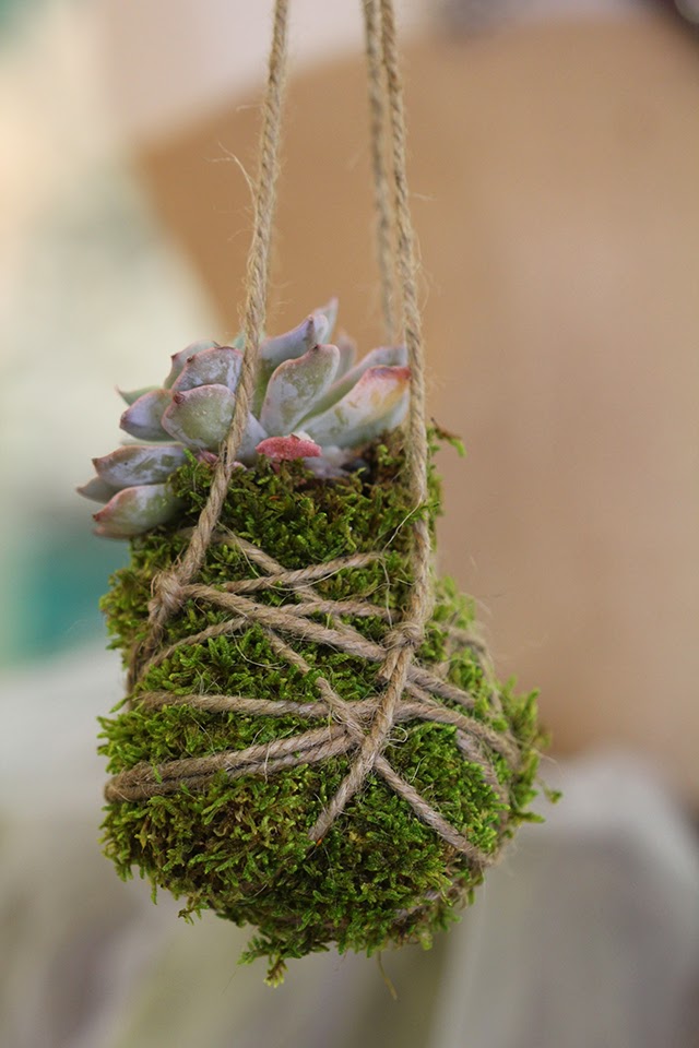 sassafras diy moss ball succulent diy spring decor