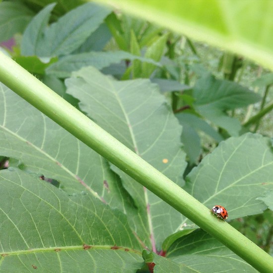 The Rainforest Garden 5 Unusual Uses for Okra
