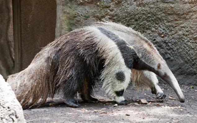 Tamanduá tem perna que parece cabeça de urso panda