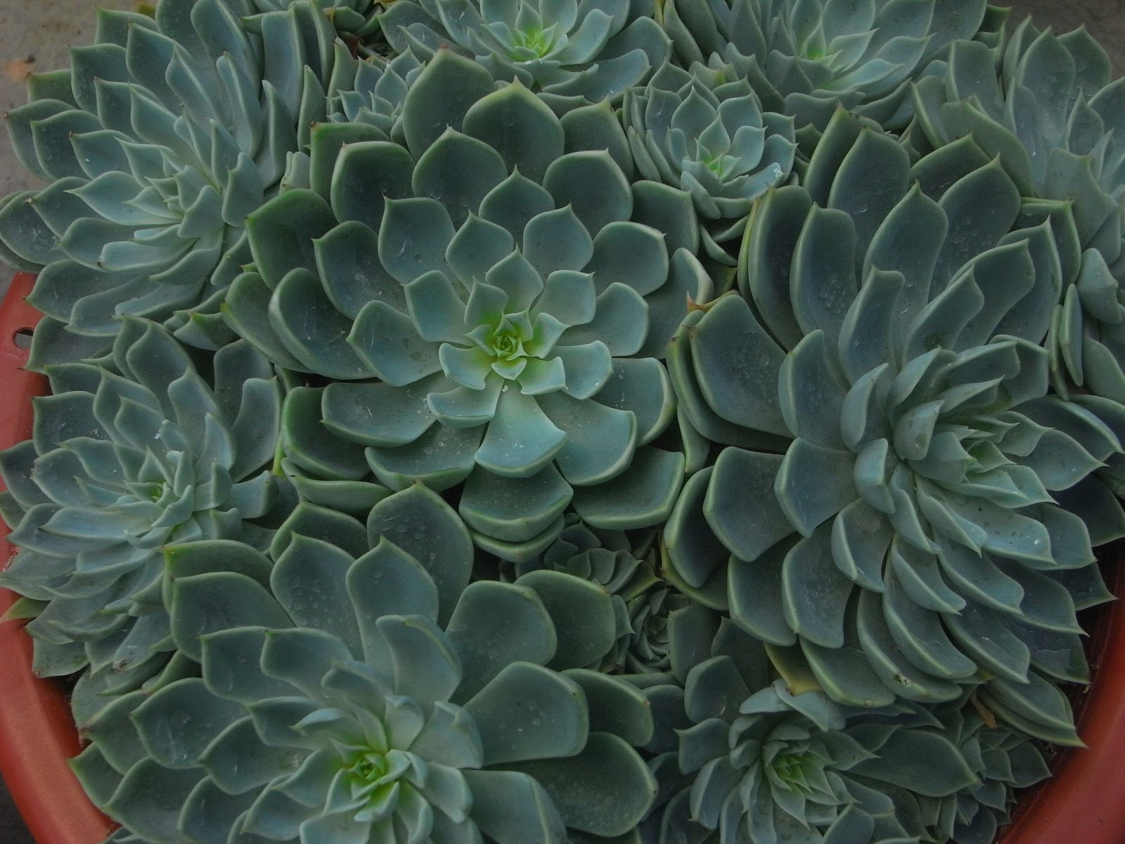 Singapore Plants Lover ABC WednesdayS For Succulent plant