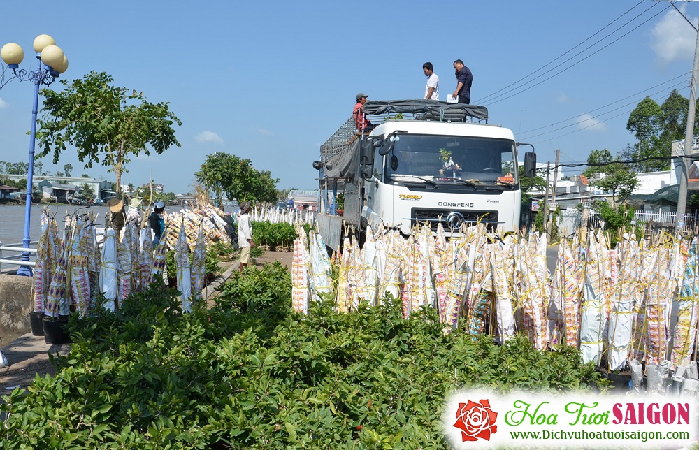 [Image: Lang-hoa-Tan-Quy-Dong-duoc-mua-hoa-tet-2.jpg]