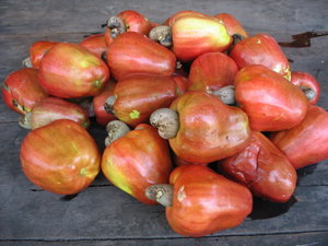 Al Biruni Herbal Jambu Monyet Bermete
