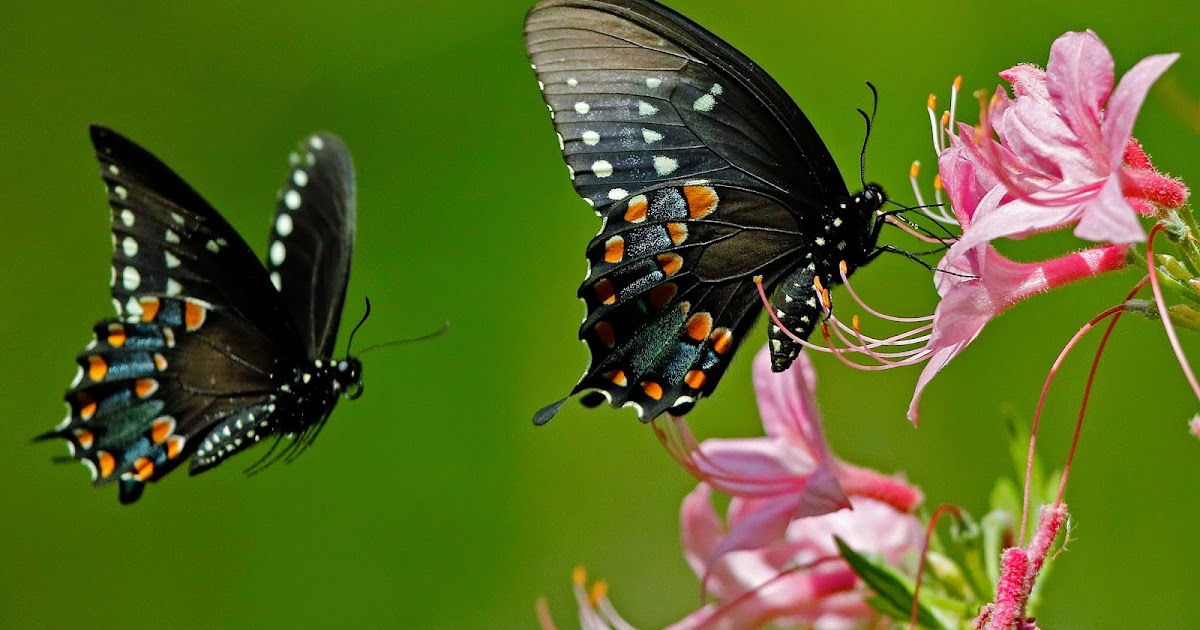 Simple Pleasuresall in Bokeh  Butterfly pictures, White butterfly,  Beautiful butterflies