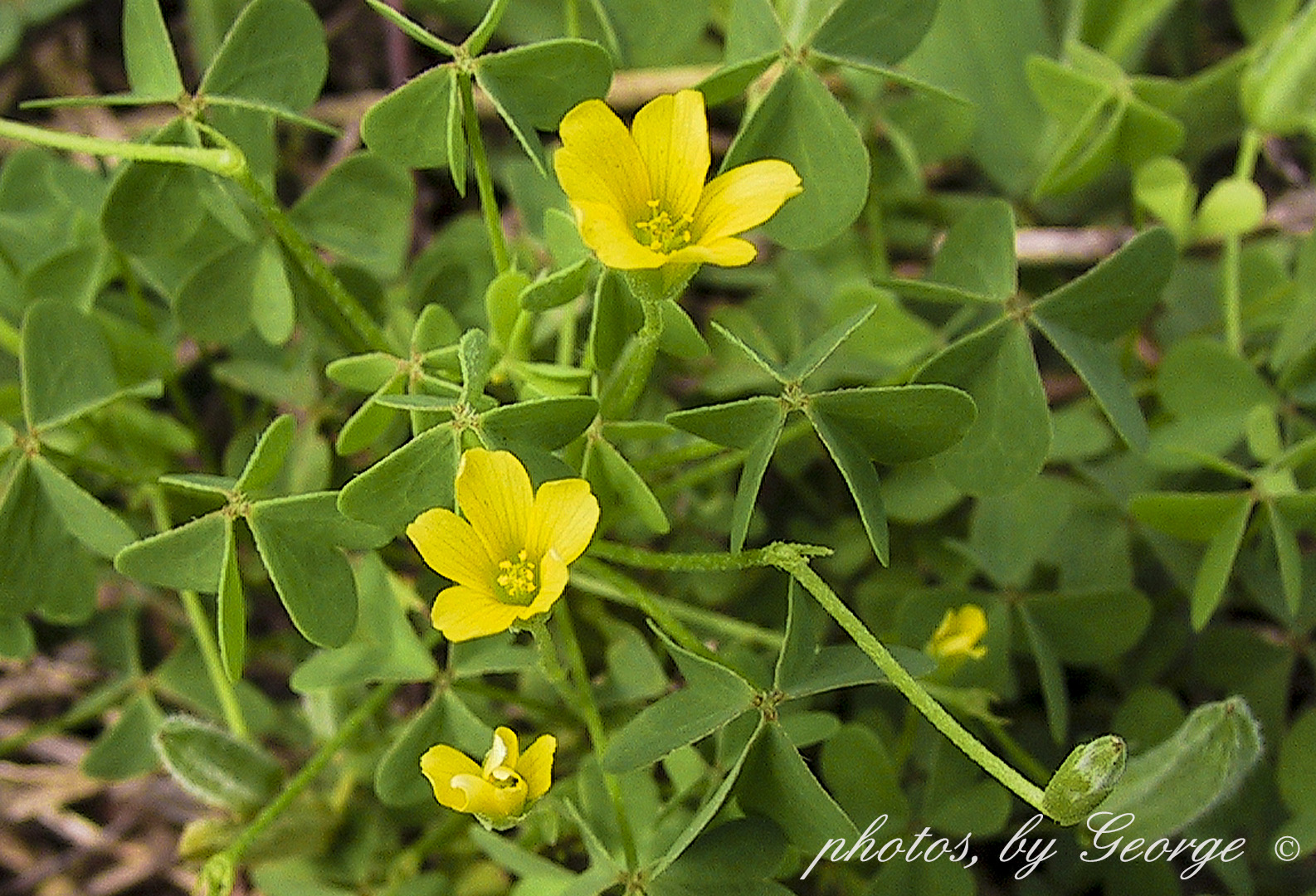 "What's Blooming Now" August 2012