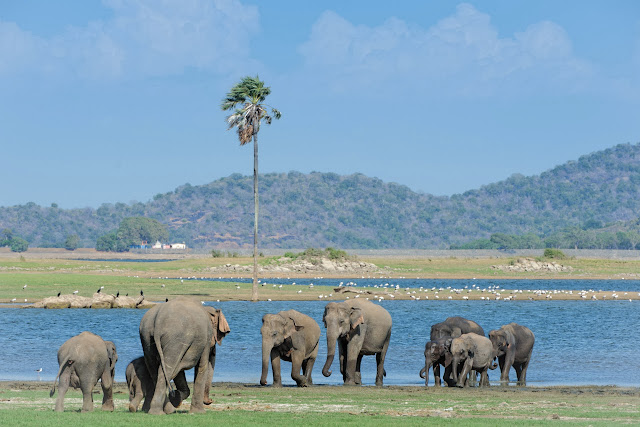 De documentaire wil het probleem van de strijd om leefgebied voor olifanten en burgers onder de aandacht brengen.