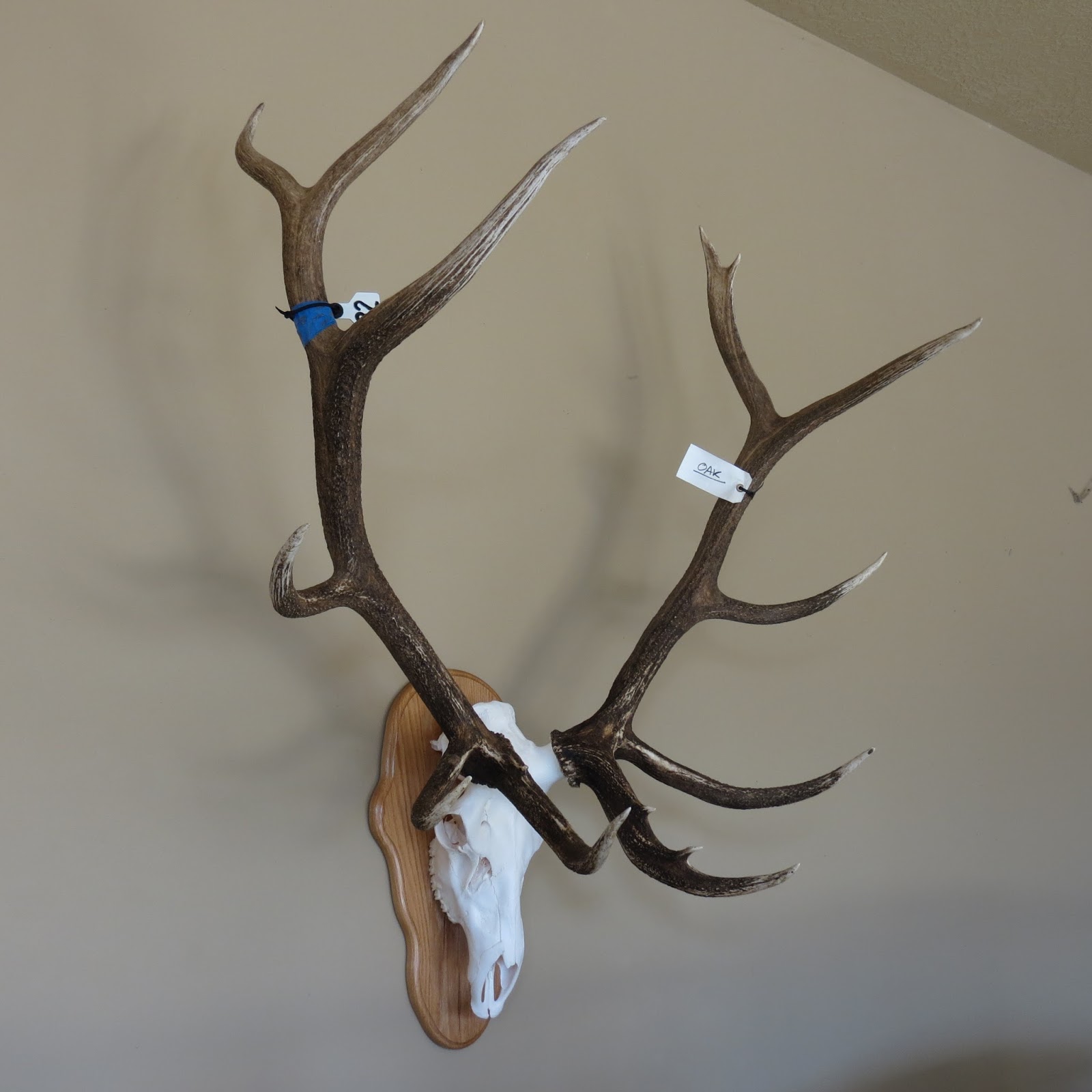 Marsh Taxidermy Elk Skulls