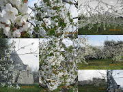 La bellezza effimera dei fiori di ciliegio (aggiornato di recente )