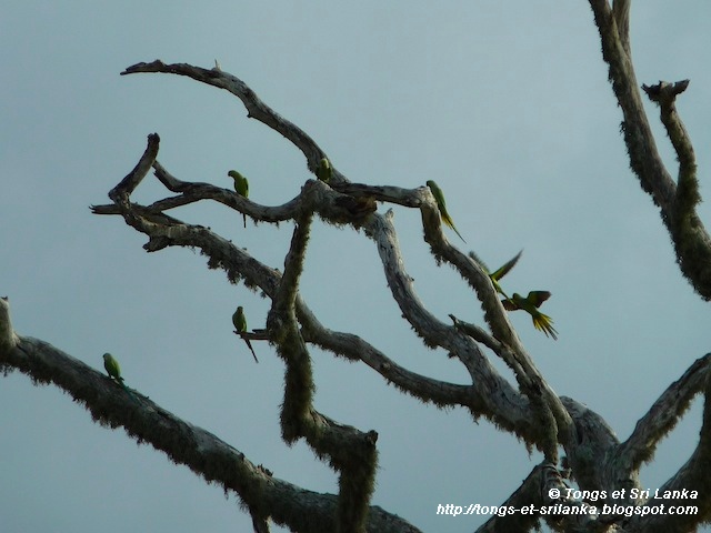 les oiseaux de Yala au Sri Lanka