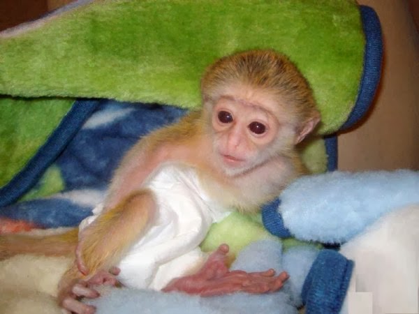 baby-macaque-for-sale