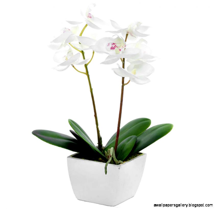 coloured silk orchid pot plant in white container by ciel coloured silk orchid pot plant in white container by ciel