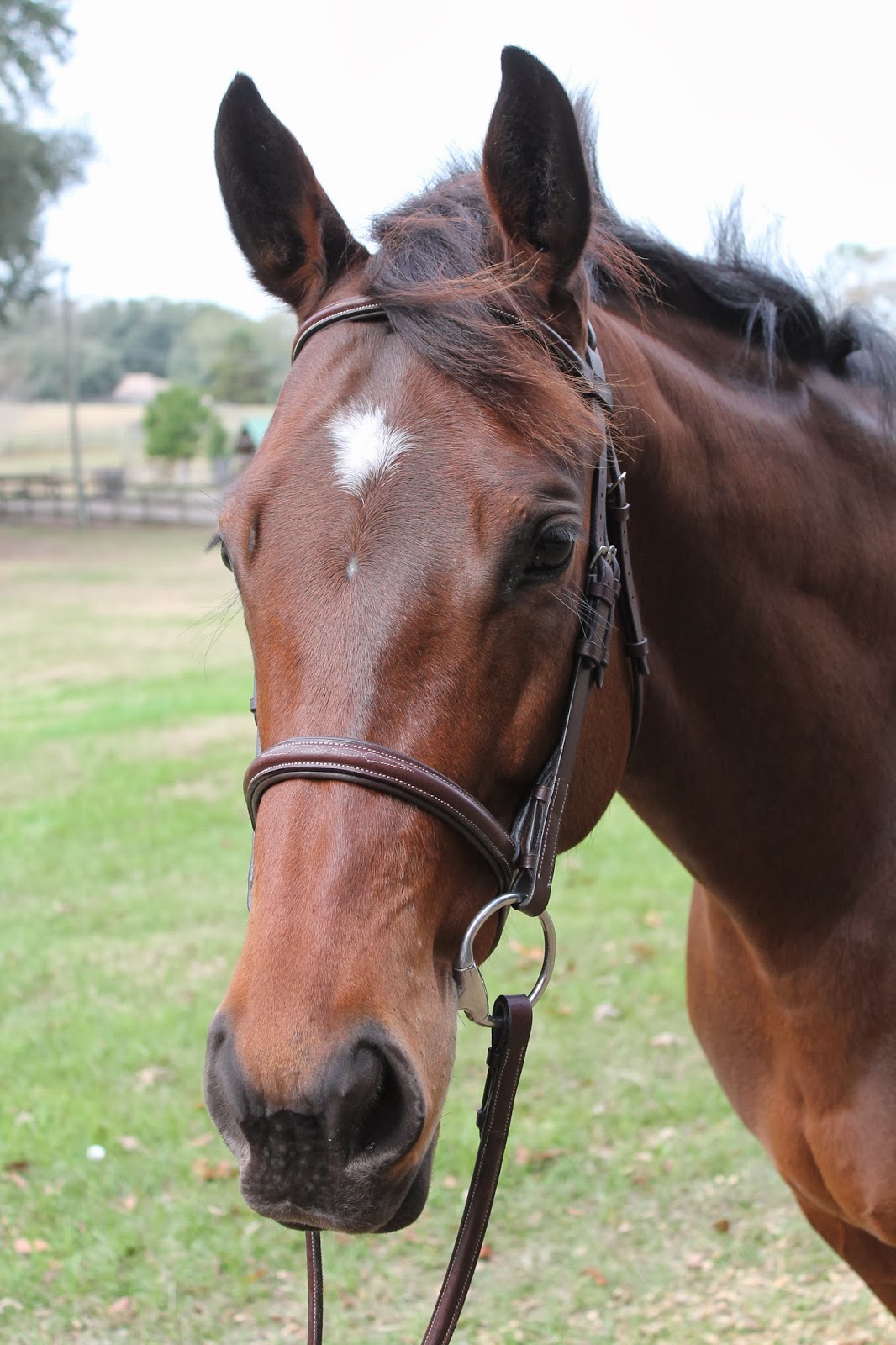 Riding Rainbow Tack Review Harwich Bridle