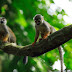 To protect Amazon, Colombia enlarges nature reserve