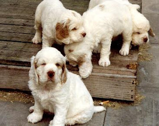 Clumber Spaniel Puppy