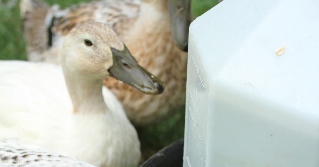 Makin' it with Frankie Watering Solution for Ducks