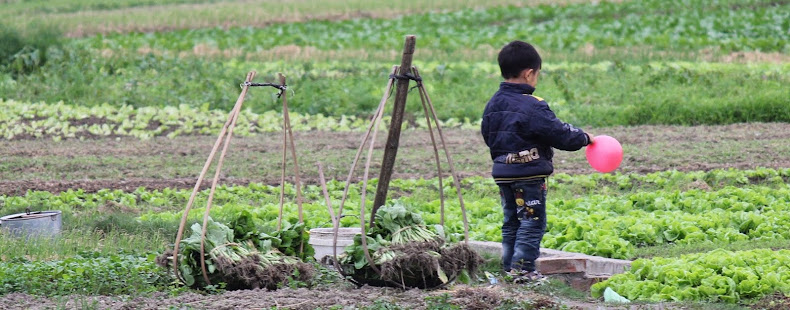 Farming in Vietnam