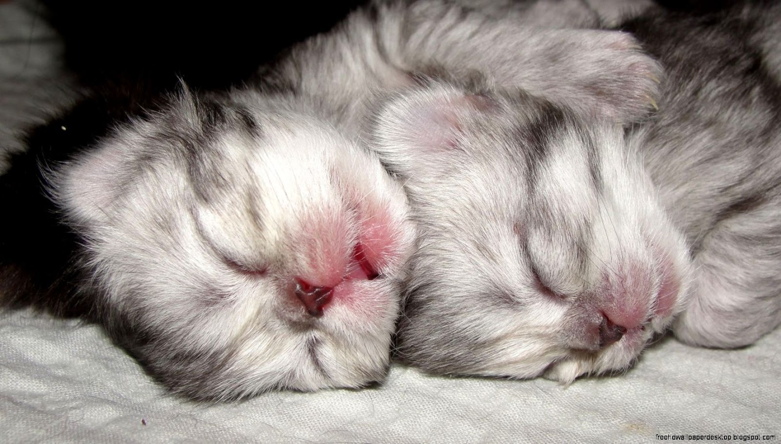 Sleeping Cat with Paw On Face Sleeping Cat with Paw On Face