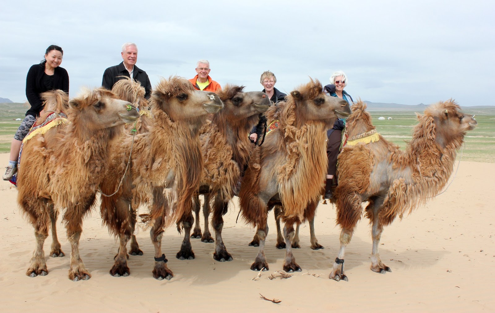 Musings in Mongolia A camel ride and a walk on the sand dunes