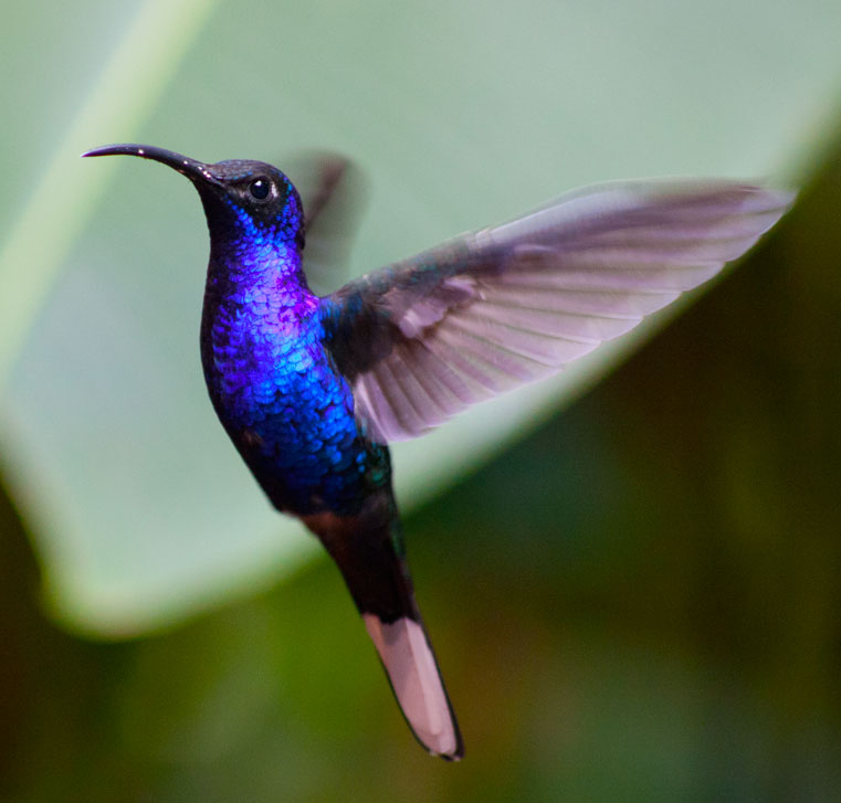 Animales: El Colibrí