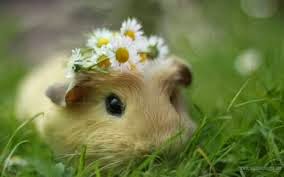 Animales tiernos 2015 - 2016 Animales tiernos 2015 - 2016