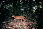 Golden Cat in Batang Gadis National Park