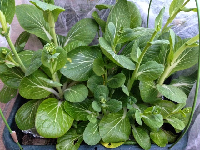山とランニングの日記 ハーブ エスニック 冬越し野菜