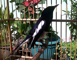 Perawatan Sang Jawara, Burung