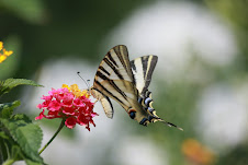 Fotografias vencedoras na categoria CORES DA PRIMAVERA - abril 2012