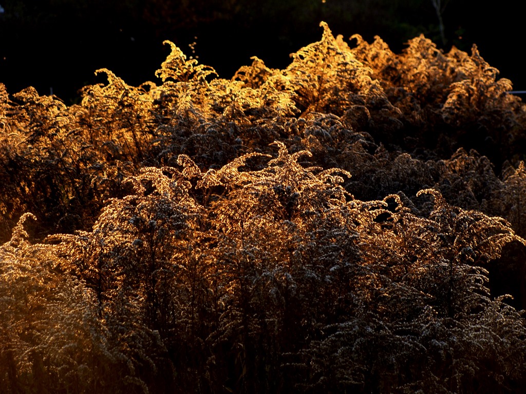 Confusio Linguarum Georg Trakl The Harbinger Of A Hushed Apocalypse