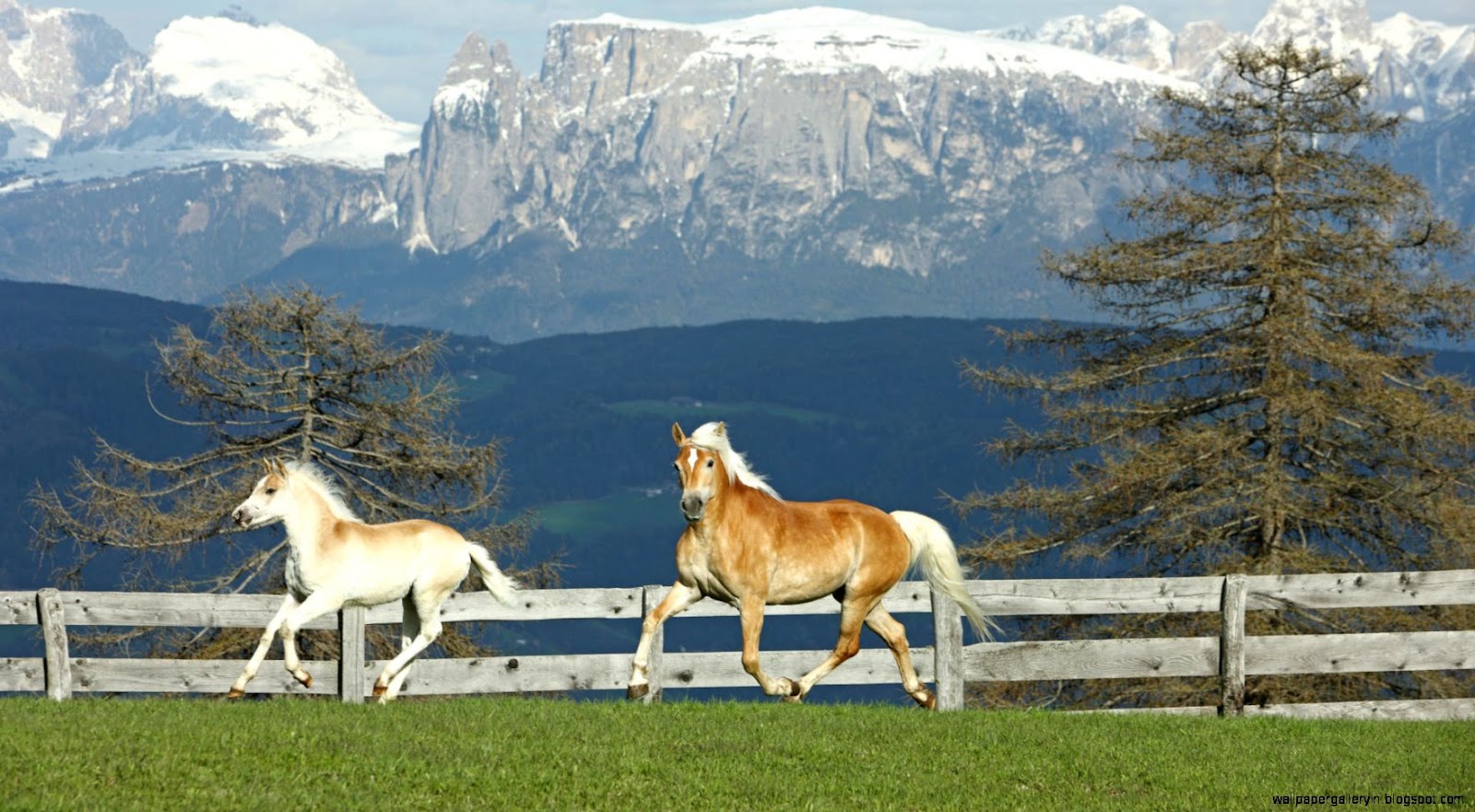 Haflinger Horse Haflinger Horse
