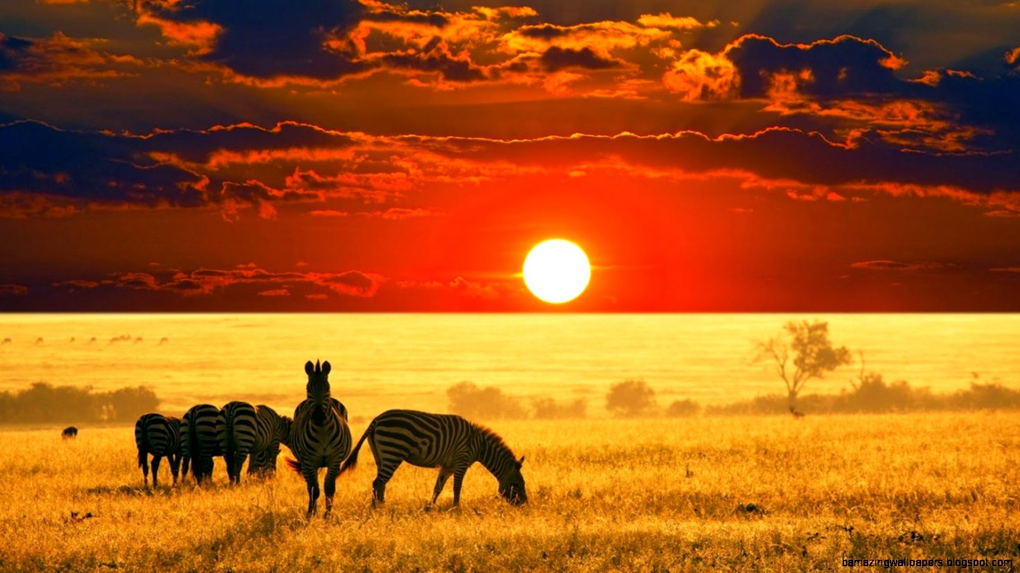 Best Places to See on an African Safari yTravelerr Best Places Best Places to See on an African Safari yTravelerr Best Places
