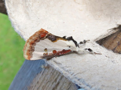 Pearly Wood-nymph1 - Staff House, Murphys Point Provincial Park, ON