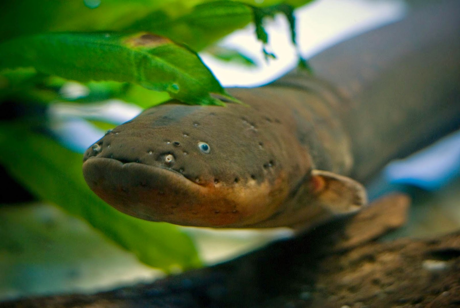 Wildlife Views The amazing electrical capabilities of the electric eel