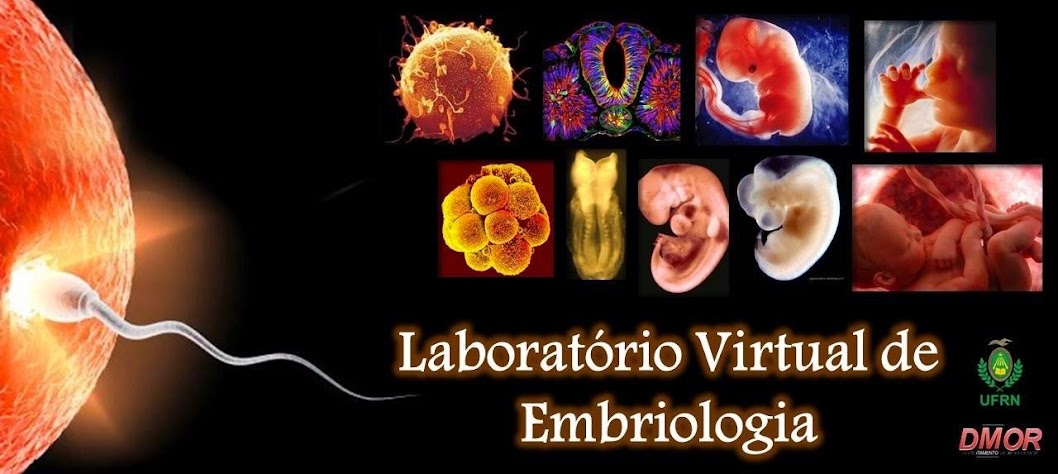 Laboratório Virtual de Embriologia