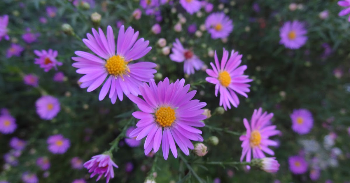 FLORAL FRIDAY FOTOS FFF18 EASTER DAISIES