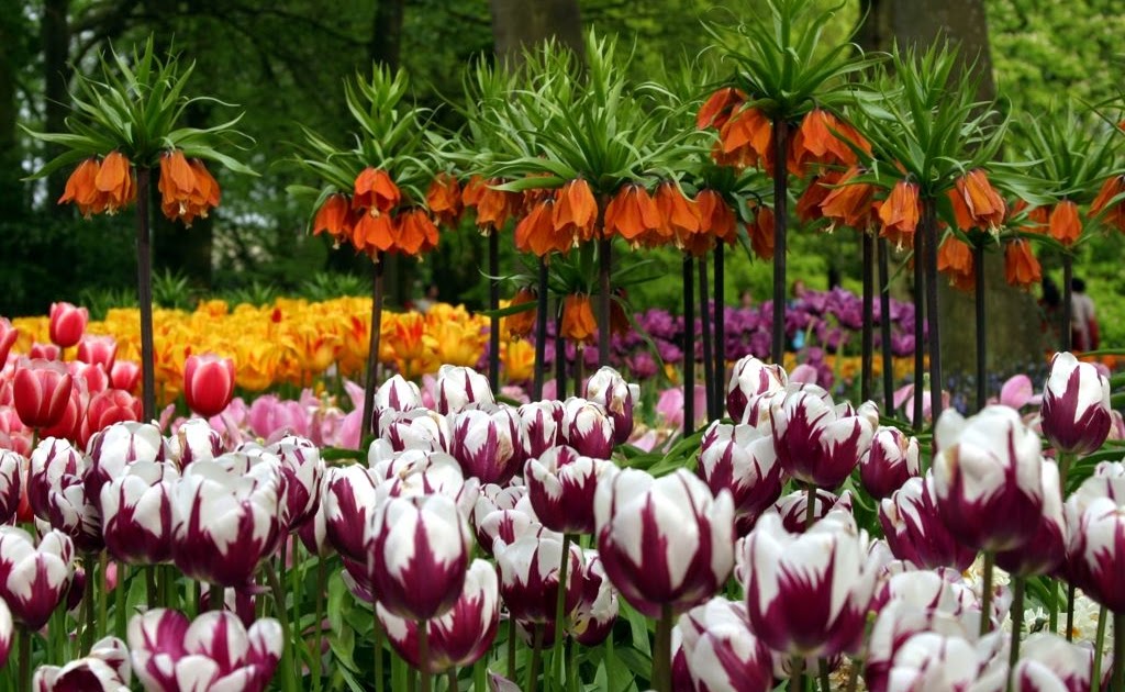 My Background Blog: tulip hd