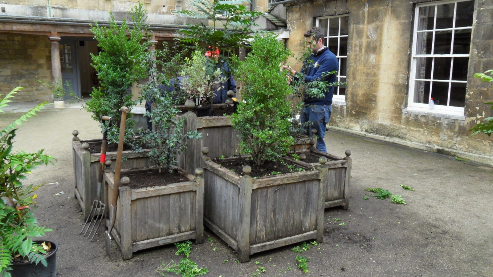 The British Gardener The Tropical Years Headache Hollies The