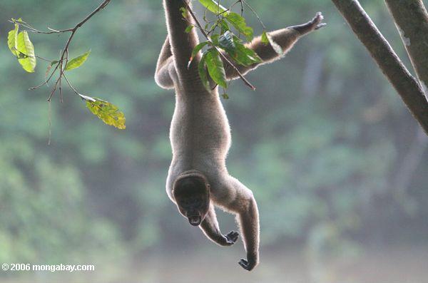 Silvery Woolly Monkey